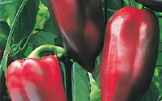 Буратино  F1 