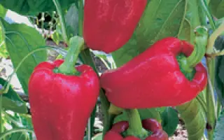 Негоциант F1 