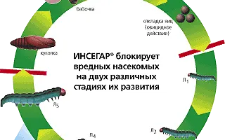 ИНСЕГАР, ВДГ