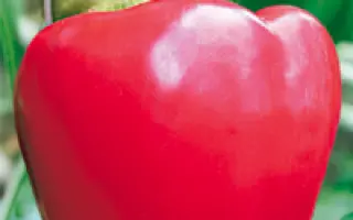 Маэстро