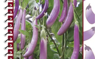 Розовый фламинго