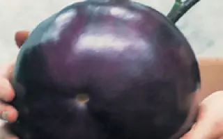 Санчо Панса