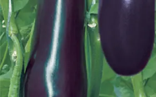 Городовой F1 