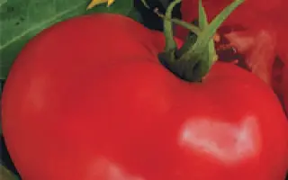 Большевик F1 