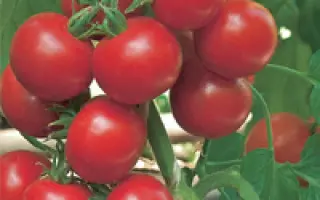 Горожанин F1 