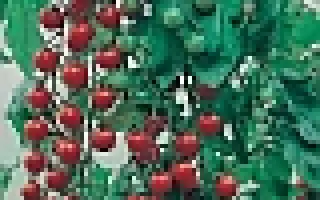 Черриколло F1