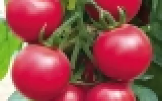 Форте Розе F1