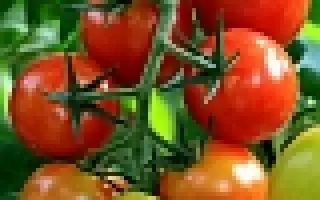 Форте Маре F1