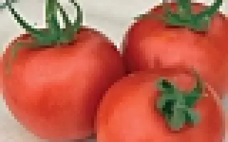 Форте Мальтезе F1