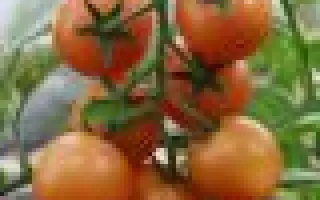 Форте Оранж F1