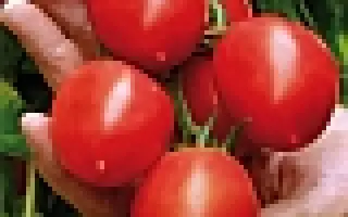 Гроздевой F1