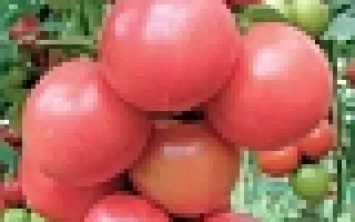 Донна Роза F1