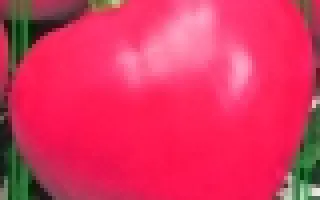 Розовый Сон F1