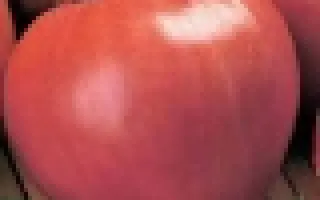 Розовый Спам F1