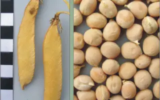 ХАРЬКОВСКИЙ ЭТАЛОННЫЙ