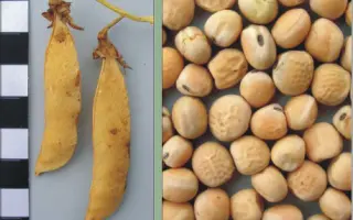 ЕФЕКТНИЙ / ЭФФЕКТНЫЙ