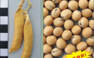 ДЕВІЗ / ДЕВИЗ