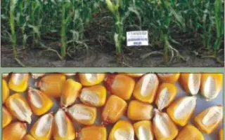 ХАРКІВСЬКИЙ 195 МВ / ХАРЬКОВСКИЙ 195 МВ