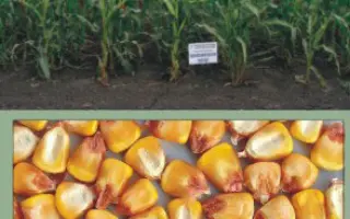 Харківський 250 МВ / Харьковский 250 МВ