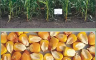 Харківський 291 МВ / Харьковский 291 МВ