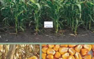 Вимпел МВ / Вымпел МВ