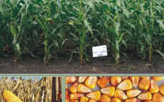 Слобожанський МВ