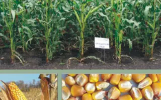 Харківський 295 МВ / Харьковский 295 МВ