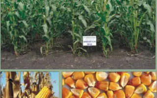 Харківський 311 МВ / Харьковский 311 МВ