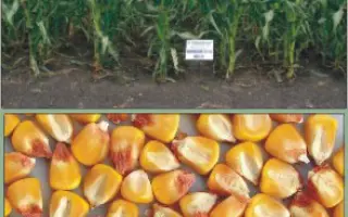 Харківський 329 МВ / Харьковский 329 МВ