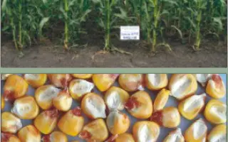 Харківський 340 МВ / Харьковский 340 МВ