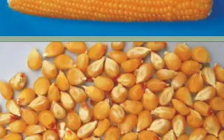 Ірида / Ирида