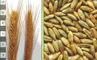 Харківське 98 / Харьковское 98