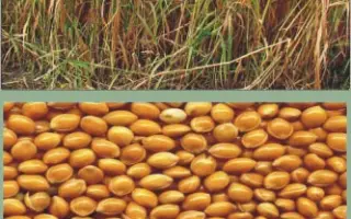 ХАРКІВСЬКЕ 31 / ХАРЬКОВСКОЕ 31