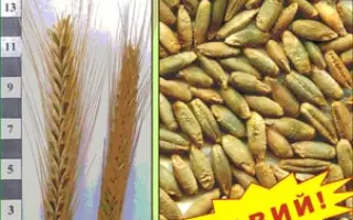 ПЕРВІСТОК F1 / ПЕРВИСТОК F1