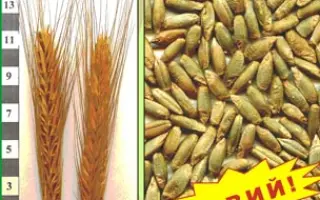 ЮР’ЇВЕЦЬ F1 / ЮРЬЕВЕЦ F1