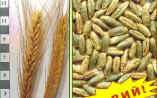 СЛОБОЖАНЕЦЬ F 1