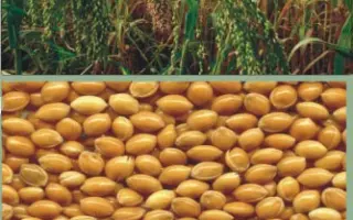 СЛОБОЖАНСЬКЕ / СЛОБОЖАНСКОЕ