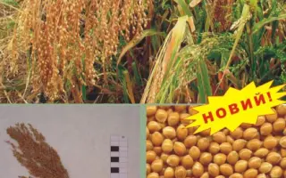 КОЗАЦЬКЕ / КОЗАЦКОЕ