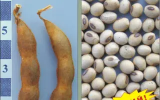 ВЕРСІЯ / ВЕРСИЯ