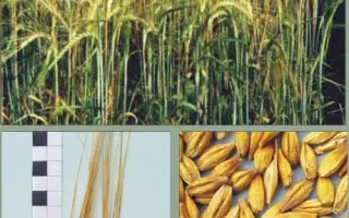 ФЕНІКС / ФЕНИКС