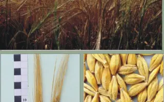 ЕФЕКТ / ЭФФЕКТ