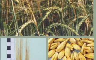 ЕТИКЕТ / ЭТИКЕТ