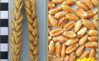 ГЕРОЇНЯ / ГЕРОИНЯ