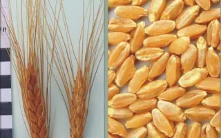 ХАРКІВСЬКА 39 / ХАРЬКОВСКАЯ 39