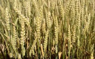 НС 100/01 / NS 100/01