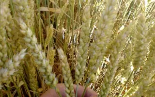 НС 124/01 / NS 124/01