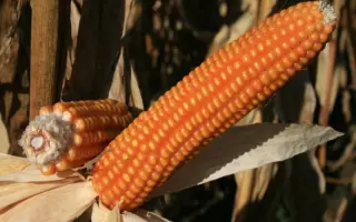 Эден Стар / Eden Star