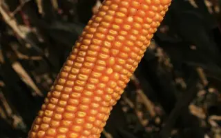 Кантабрис / Cantabris