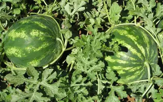 Кримсон Свит