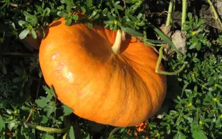 РУЖ ВИФ Де`ТАМП